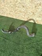 ✅FORD MONDEO MK5 2.0 DIESEL 2016 AIR INTAKE PIPE DS736C646 A259